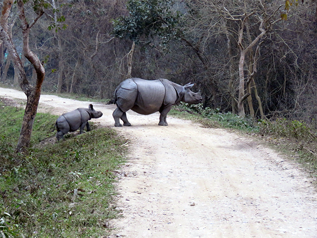 Indian Rhinos by Simon Thompson